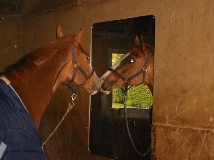 Stable Mirrors - SM860